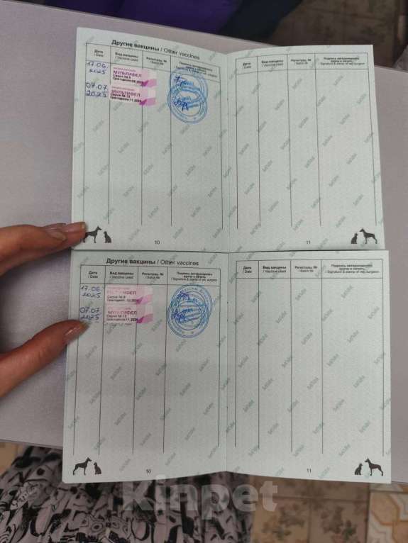 Кошки в Симферополе: Кася хочет на ручки Девочка, Бесплатно - фото 4