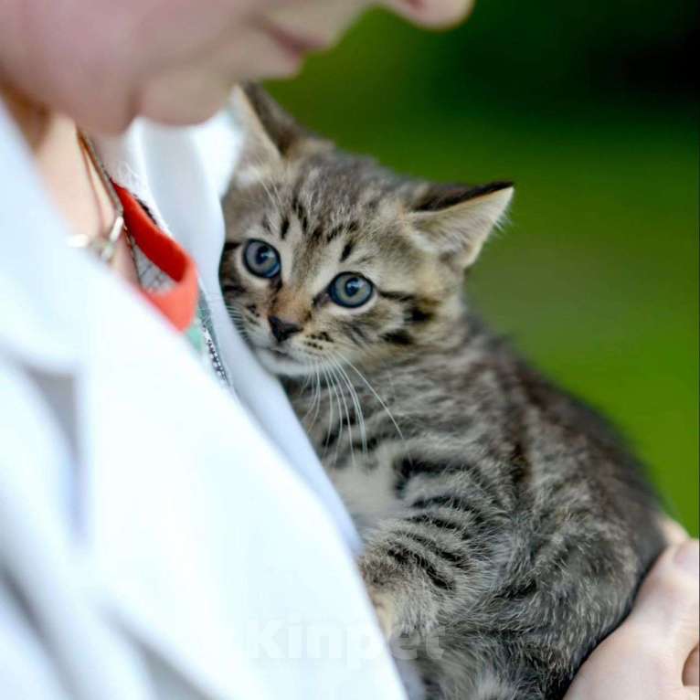 Кошки в Москве: Маленький котенок Симба Мальчик, Бесплатно - фото 3