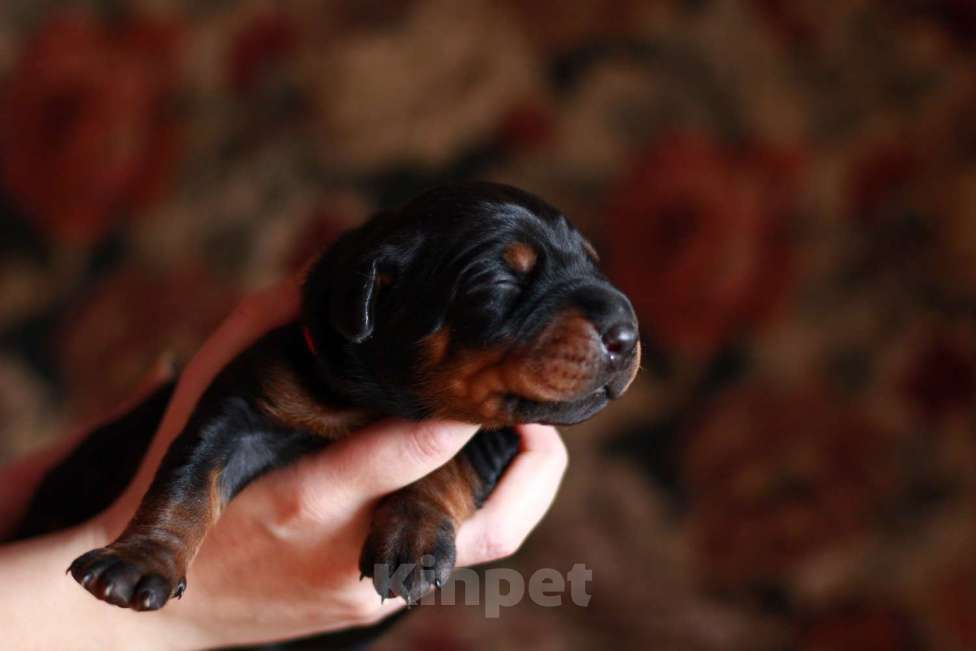 Собаки в Санкт-Петербурге: Щенок добермана в питомнике Версаль Манифик Мальчик, 150 000 руб. - фото 6