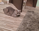 Кошки в Подольске: Отдам в добрые руки двух домашних котиков Разнополые, Бесплатно - фото 4