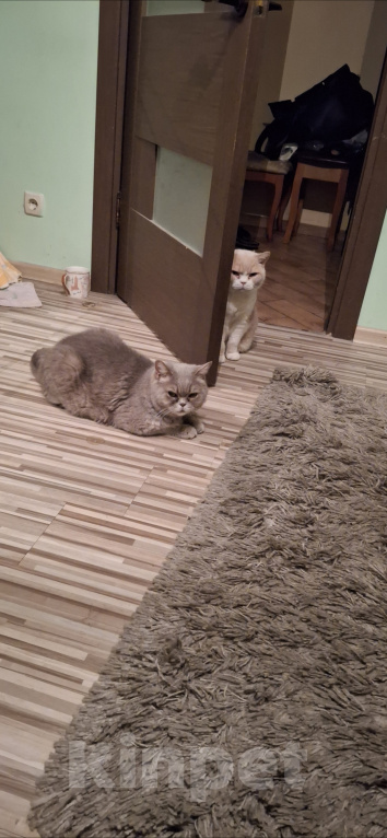 Кошки в Подольске: Отдам в добрые руки двух домашних котиков Разнополые, Бесплатно - фото 4