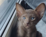 Кошки в Москве: Ориентальная девочка Девочка, 65 000 руб. - фото 1
