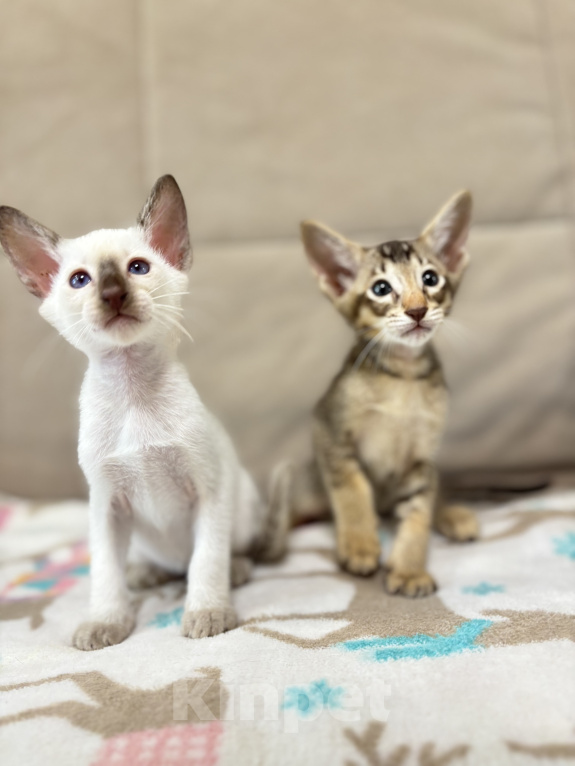 Кошки в Екатеринбурге: Ориентальный котенок Мальчик, 20 000 руб. - фото 5