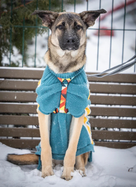 Собаки в Балашихе: Щенок Барни в добрые руки Мальчик, Бесплатно - фото 5