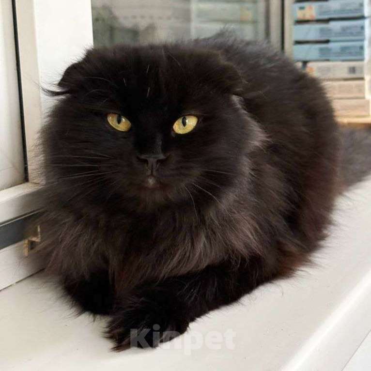 Кошки в Москве: Африка ищет дом  Девочка, Бесплатно - фото 1