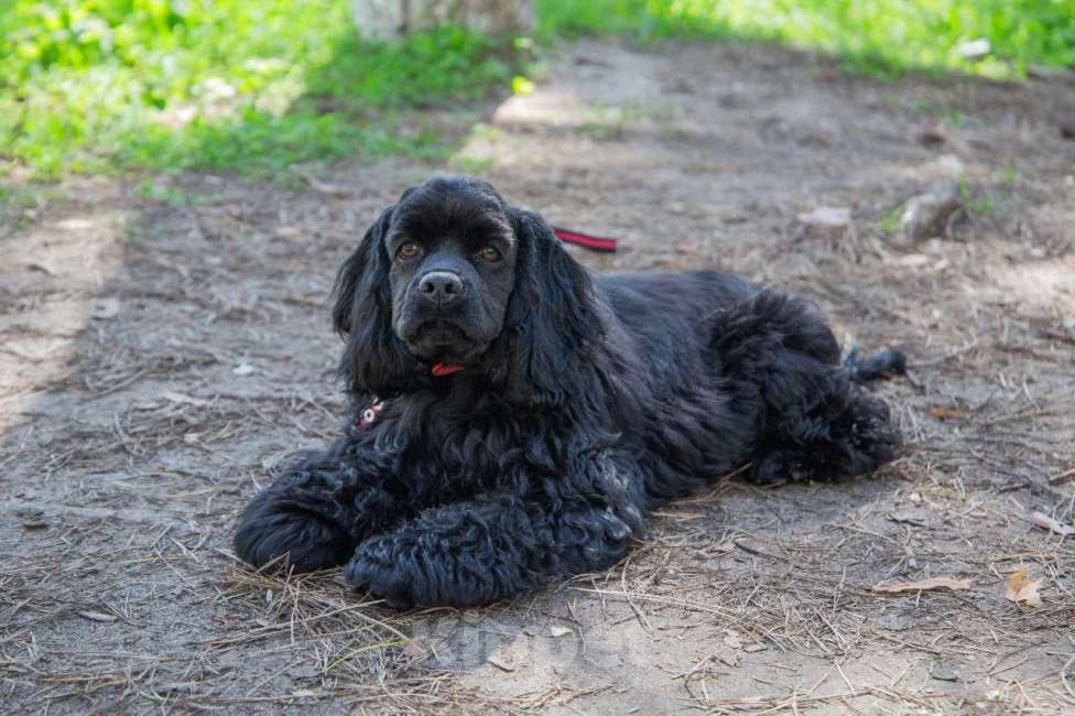 Собаки в Краснодаре: Щенки американского кокер спаниеля Мальчик, 60 000 руб. - фото 4