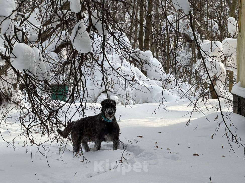 Собаки в Москве: Пропала собака, породы Ирландский волкодав Мальчик, 50 000 руб. - фото 4