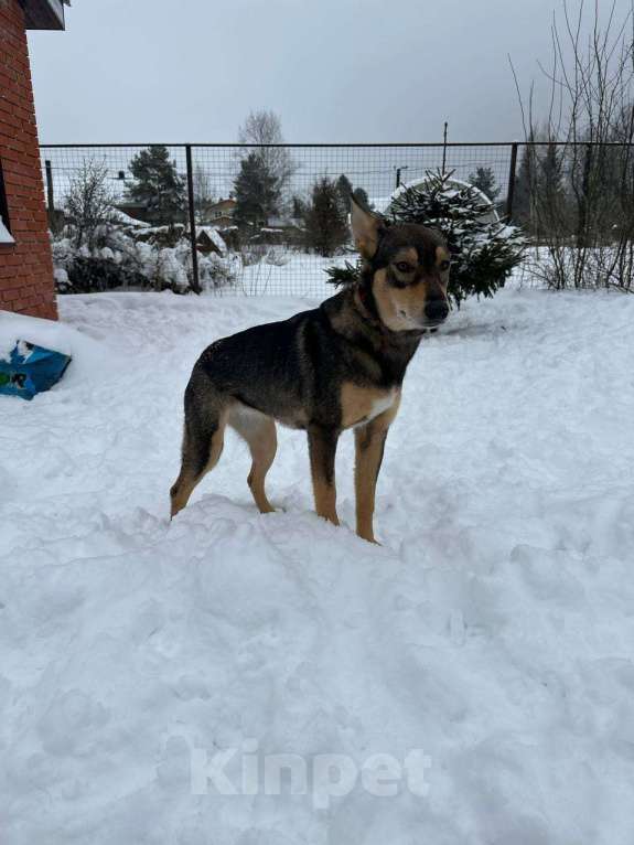 Собаки в Москве: Молодая собачка в дар, ласковая и спокойная Девочка, Бесплатно - фото 2