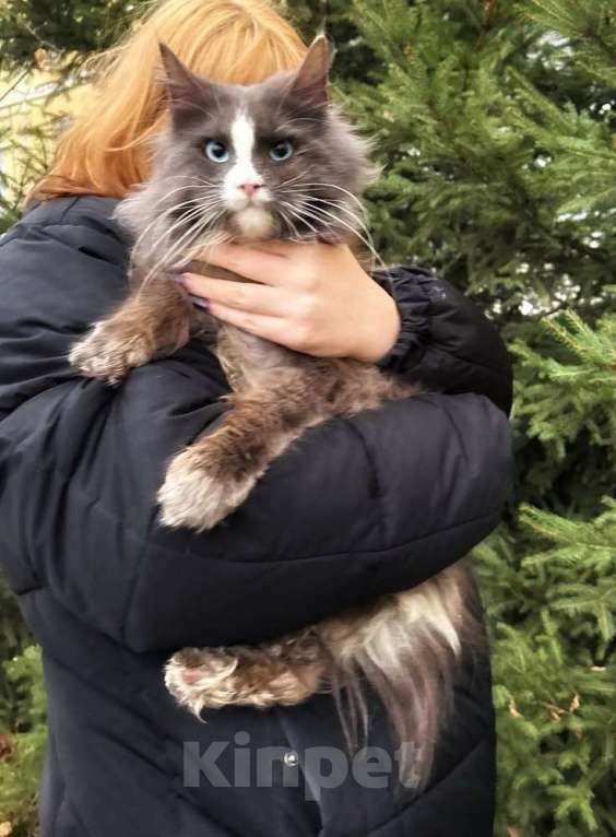 Кошки в Москве: Голубоглазый мейн-кун Мальчик, 57 000 руб. - фото 1