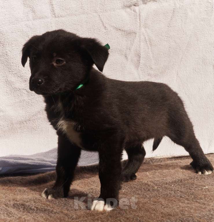 Собаки в других городах Московской области: Щенок 1,5-2 месяца Барни в добрые руки Мальчик, Бесплатно - фото 3