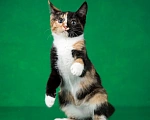 Кошки в Люберцах: Трехцветный котёнок по кличке Юка ищет свою семью. Девочка, 1 руб. - фото 2