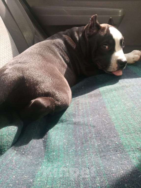 Собаки в Воронеже: Щенкок Американский булли Мальчик, 50 000 руб. - фото 2