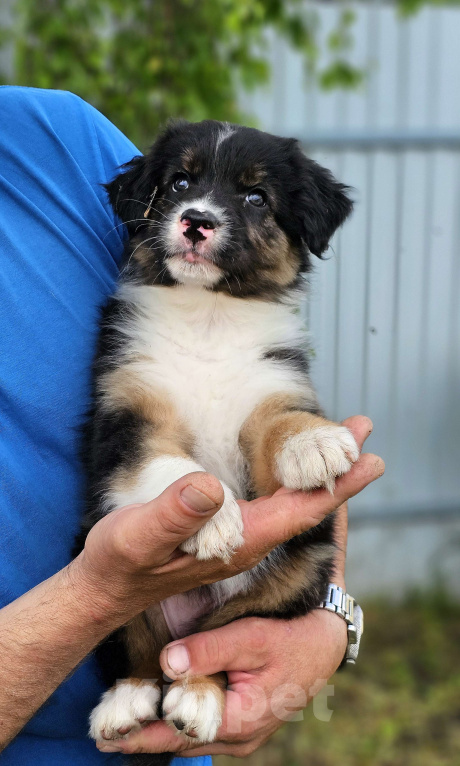 Собаки в Челябинске: Австрвлийская овчарка / сука Девочка, 45 000 руб. - фото 3