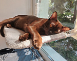 Кошки в Липецке: Бурманский котик Мальчик, Бесплатно - фото 1
