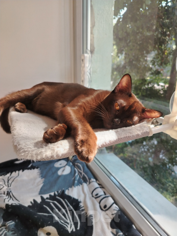 Кошки в Липецке: Бурманский котик Мальчик, Бесплатно - фото 1