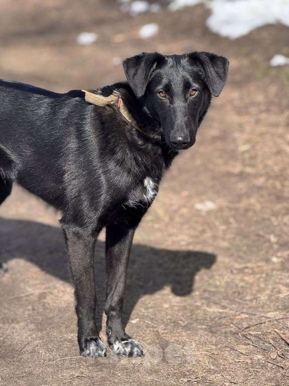 Собаки в Москве: Клякса Девочка, Бесплатно - фото 4