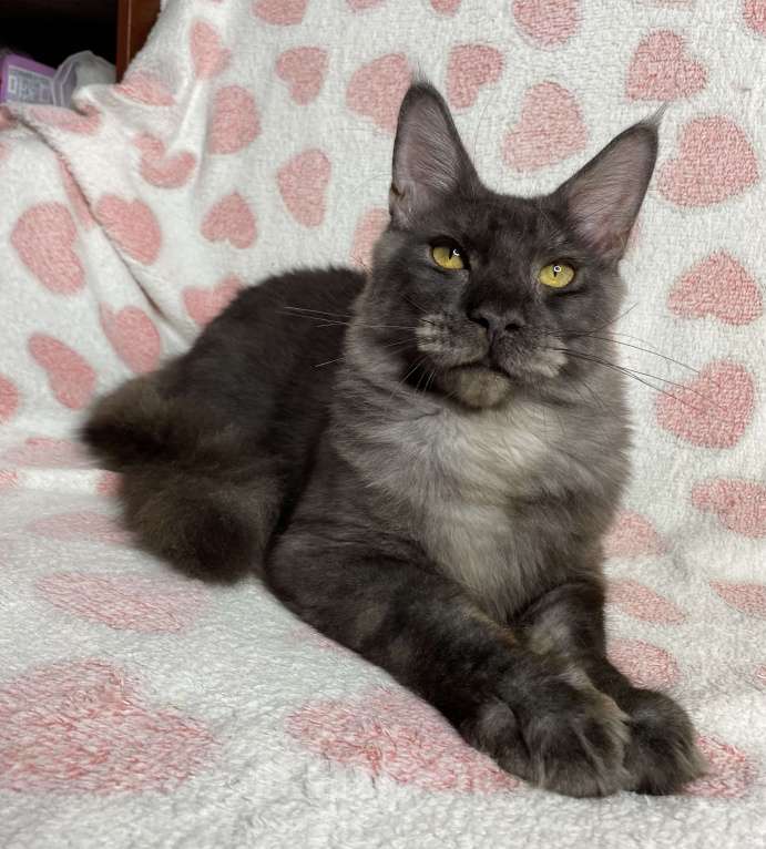 Кошки в Дмитрове: черный дымчатый мальчик мейн кун Maybach Мальчик, 20 000 руб. - фото 2