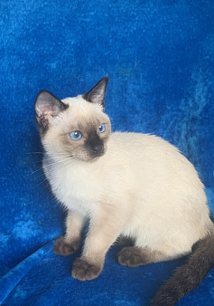 Тайский котёнок