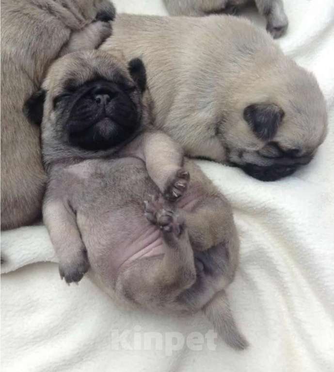 Собаки в других городах Краснодарского края: Продам Мальчик, 20 000 руб. - фото 1