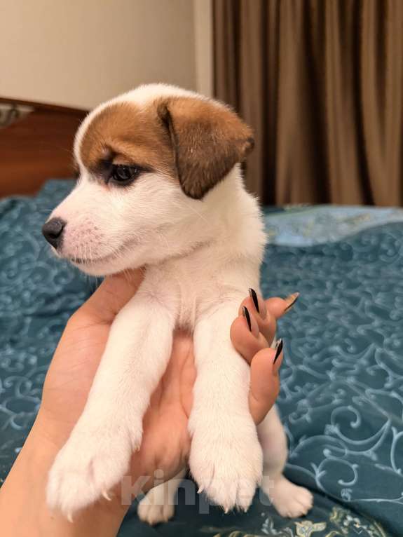 Собаки в Подольске: Остались 2 прекрасные Розочки 🌹🌹 Девочка, 20 000 руб. - фото 2