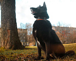 Собаки в Санкт-Петербурге: Домашняя собачка, дружит с кошками Девочка, Бесплатно - фото 4