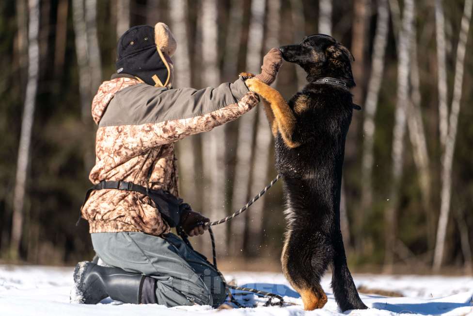 Собаки в Клине: Дейзи — позитивная собачка Девочка, Бесплатно - фото 7