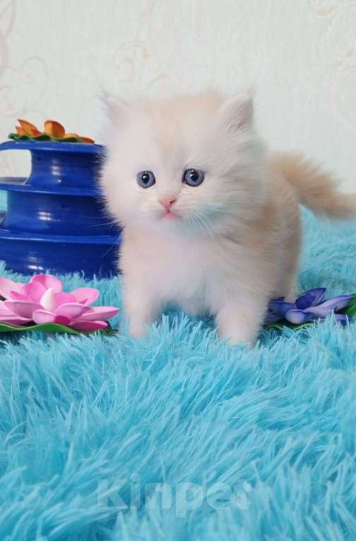 Кошки в Екатеринбурге: Котик  Мальчик, Бесплатно - фото 1