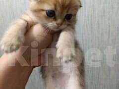 Кошки в других городах Челябинской области: Шотландский вислоухий короткошёрстный котёнок Мальчик, 12 000 руб. - фото 1