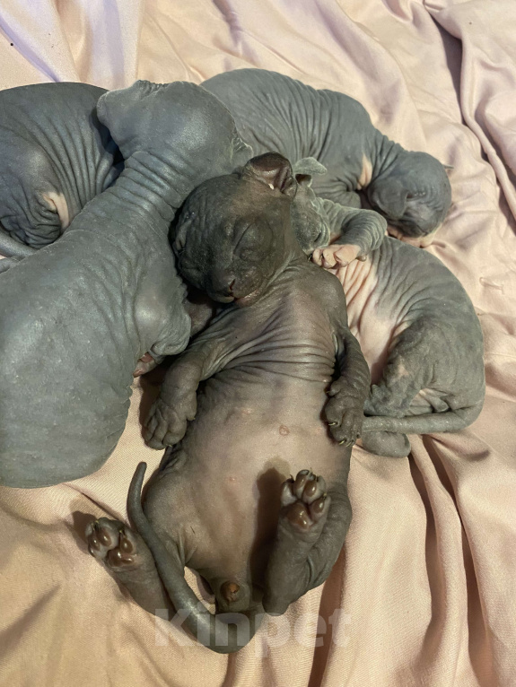 Кошки в Москве: Мальчик черный Мальчик, 30 000 руб. - фото 2