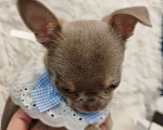 Собаки в Самаре: Девочка чихуахуа Девочка, Бесплатно - фото 3