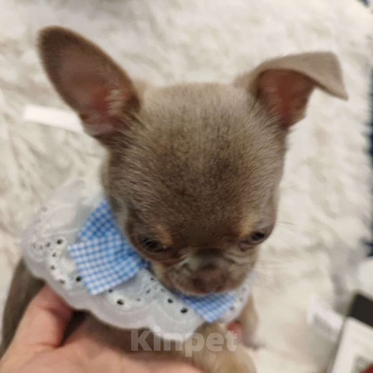Собаки в Самаре: Девочка чихуахуа Девочка, Бесплатно - фото 3