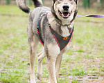 Собаки в Москве: Ярчайший бриллиант живет в приюте Девочка, Бесплатно - фото 2