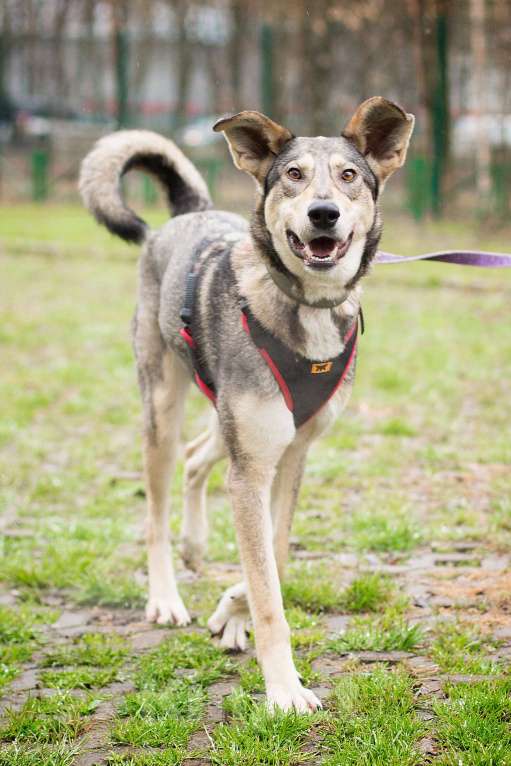 Собаки в Москве: Ярчайший бриллиант живет в приюте Девочка, Бесплатно - фото 2
