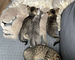 Кошки в Москве: Продаю шотландского прямоухого котенка Мальчик, Бесплатно - фото 3
