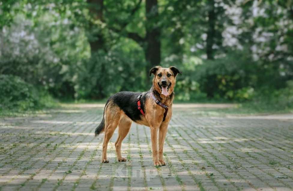 Собаки в Москве: Озорная Холли ищет дом Девочка, Бесплатно - фото 4