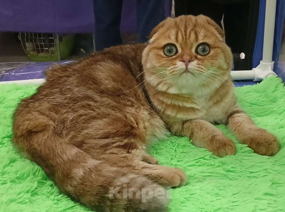 Кошки в Москве: Золотой котик с аквамариновыми глазами Мальчик, 25 000 руб. - фото 6