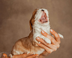 Собаки в Сарове: Кавалер Кинг чарльз спаниель девочка  Девочка, 150 000 руб. - фото 3