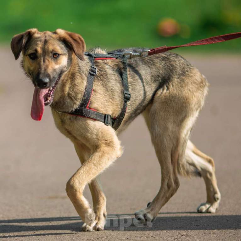 Собаки в Москве: Лайфа Девочка, Бесплатно - фото 3