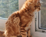 Кошки в Балашихе: Котята мейнкунята Мальчик, 40 000 руб. - фото 6