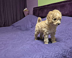 Собаки в Москве: Девочка рыжая той пудель Девочка, 75 000 руб. - фото 1