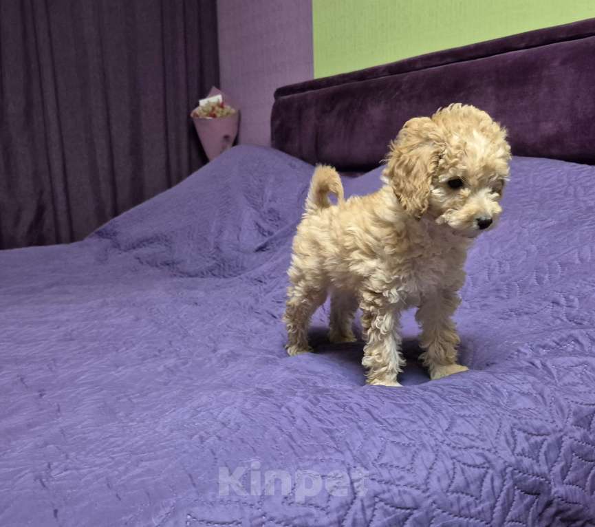 Собаки в Москве: Девочка рыжая той пудель Девочка, 75 000 руб. - фото 1