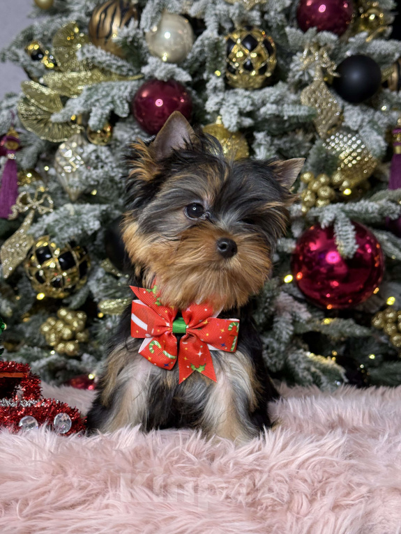 Собаки в Москве: Йоркширский терьер мальчик  Мальчик, 55 000 руб. - фото 4