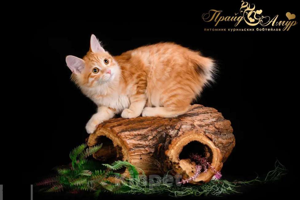 Кошки в Москве: Кошечка Маняша Девочка, Бесплатно - фото 5