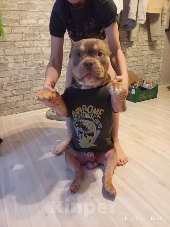 Собаки в Екатеринбурге: Американский Булли  Мальчик, Бесплатно - фото 3