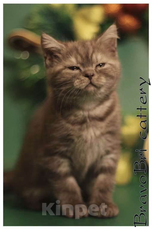 Кошки в Сургуте: Британская короткошерстная кошечка Девочка, 60 000 руб. - фото 3