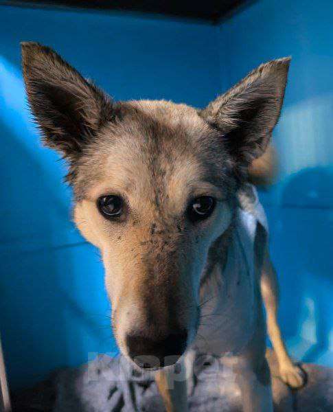 Собаки в Москве: Через 2 дня выпуск на улицу туда, где уже пропали 3 собаки Девочка, Бесплатно - фото 1