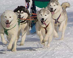 Собаки в Горном-Алтайске: На вязку кобель белый Мальчик, 10 000 руб. - фото 2