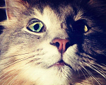 Кошки в Новокубанске: Котик, Бесплатно - фото 2