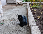 Кошки в Ижевске: Кот в добрые руки Мальчик, Бесплатно - фото 3