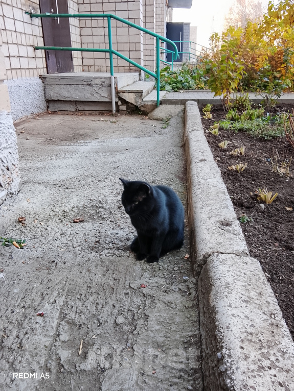 Кошки в Ижевске: Кот в добрые руки Мальчик, Бесплатно - фото 3